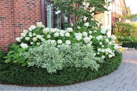 Hydrangeas Are A Versatile Addition To Your Garden Here Are Some Tips