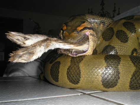 Unbelievable Facts You Dont Know About Anaconda