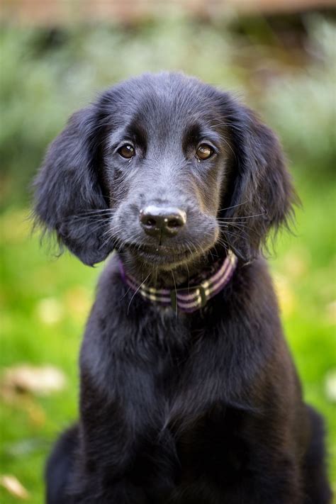 Flatcoated Retriever Puppy 14 Weeks I Love Animals Pinterest