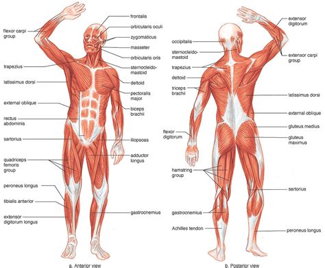 Human Muscles Diagram 25 Best Images About Muscular