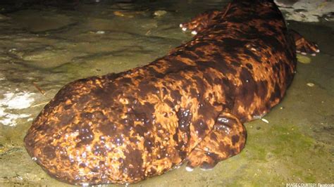 Newly Found ‘giant Salamander Species Now The ‘worlds Biggest Amphibian