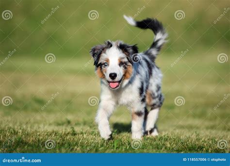 Miniature Australian Shepherd Puppy Outdoors In Summer Stock Photo