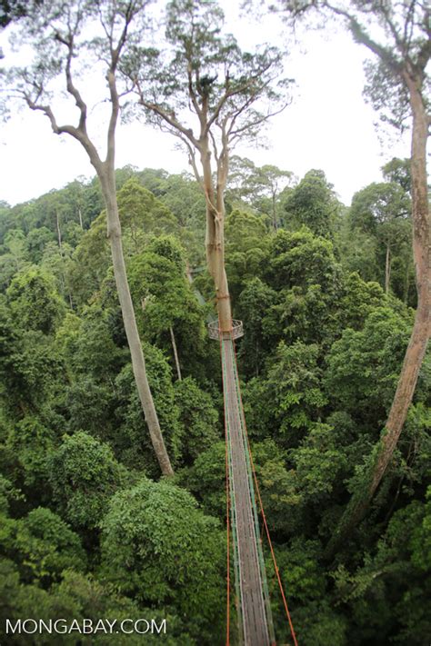 Danum Valley Canopy Walkway Sabah2635