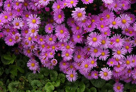 Maybe you would like to learn more about one of these? Purple Asters HD Wallpaper | Background Image | 2421x1651 ...