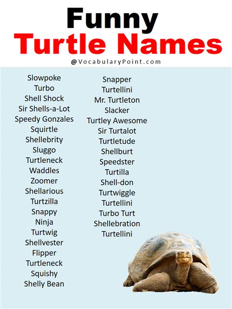 Best Turtle Names In English Vocabulary Point