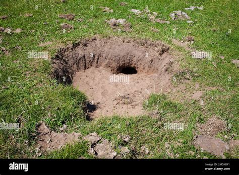 A Look At Life In New Zealand Rabbit Burrows In A Paddock Rabbit
