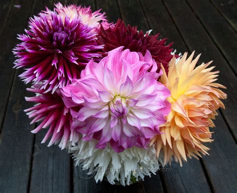 Olgas Garden Blog Flower Arrangements With Dahlias