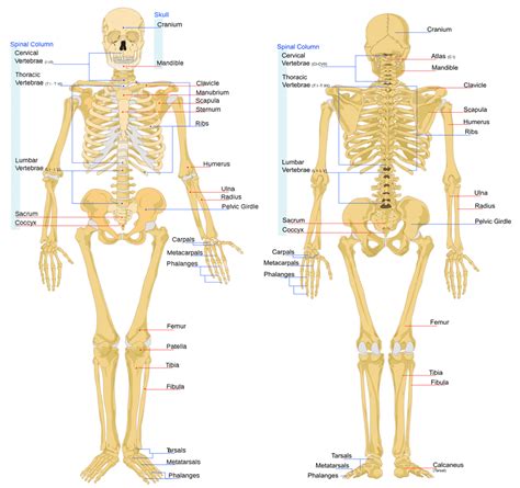 Major Bones In The Human Body Diagram 10 Amazing Facts About The