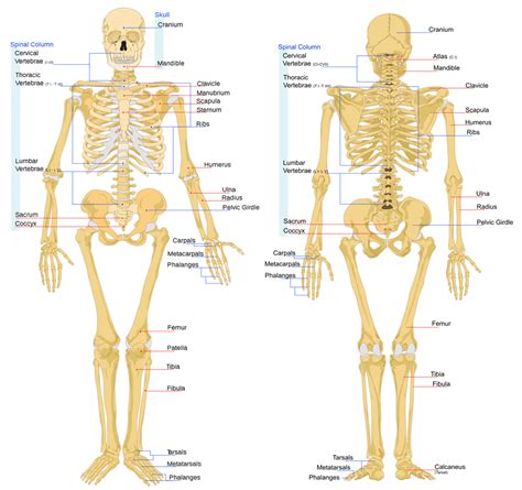 Furthermore, it protects the vital organs and provides strength to the muscle. Bone Anatomy | Ask A Biologist