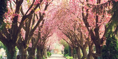 Cherry Blossom Facts 9 Things To Know About Cherry Blossom Trees