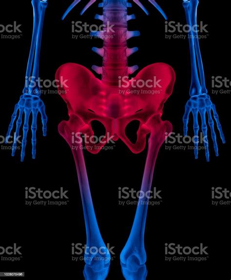 Xray Of Lower Half Length Human Skeleton Anterior View Red Highlight In