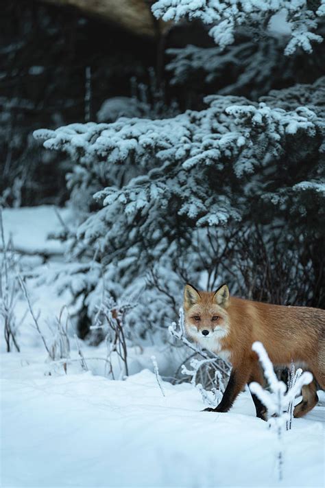 Alaska Red Fox Photograph By Scott Slone Fine Art America