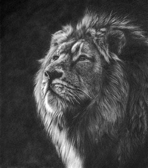Dying Light Pencil Drawing By Peter Williams Artfinder