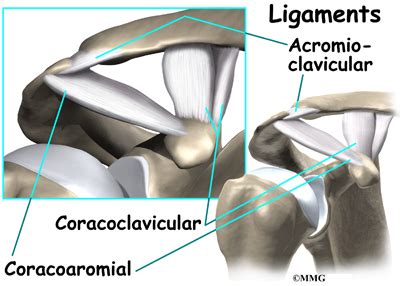 The shoulder joint part a drag the labels onto the diagram to identify the structures and ligaments of the shoulder joint. Weightlifter's Shoulder | eOrthopod.com