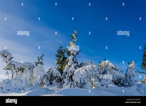 Winter Snow Covered Trees In Ukrainian Carpathians Europe Stock Photo