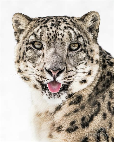 Snow Leopard Closeup Ii Photograph By Abeselom Zerit Fine Art America