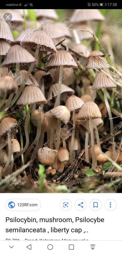 Hey Guys Been Researching Liberty Caps Lately In Order To Identify And