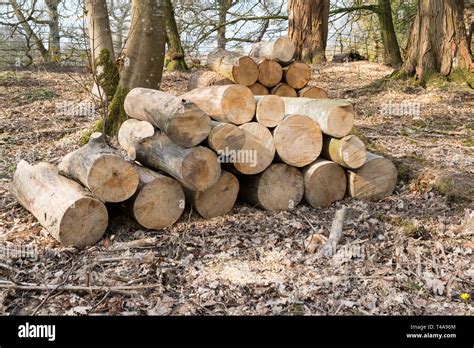 Pile Of Logs In Woodland Uk Stock Photo Alamy
