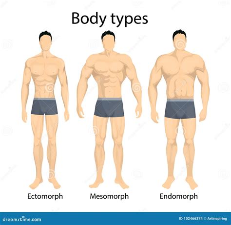 Tipos De Cuerpo Masculino Ilustración Del Vector Ilustración De