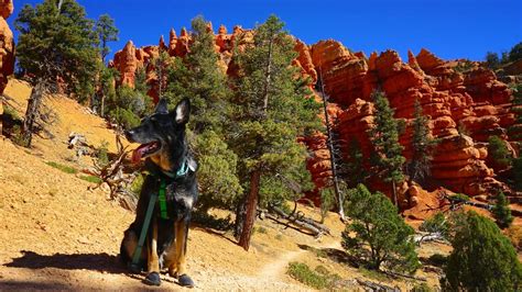 Discovering Utahs Pet Friendly Dixie National Forest Gopetfriendly