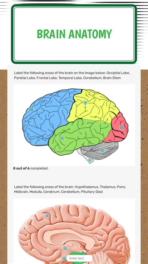 Brain Anatomy Interactive Worksheet By Wendy Hilburn Wizerme