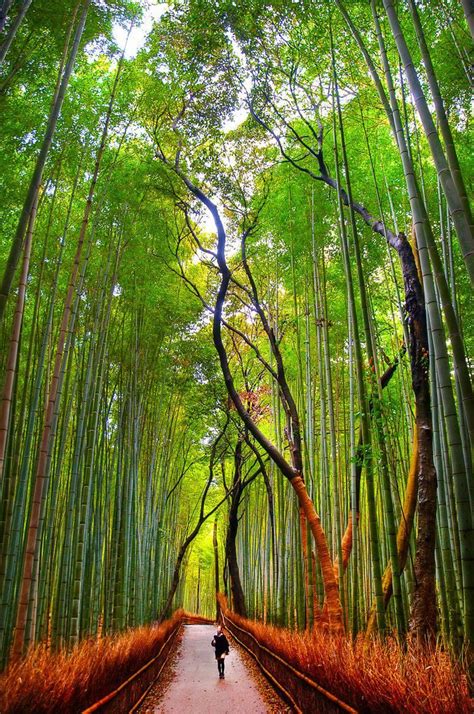 Kyotos Sagano Bamboo Forest One Of The Worlds Prettiest Groves Cnn
