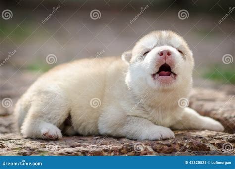 Howling Puppy Siberian Husky Stock Image Image Of Cute Golden 42320525