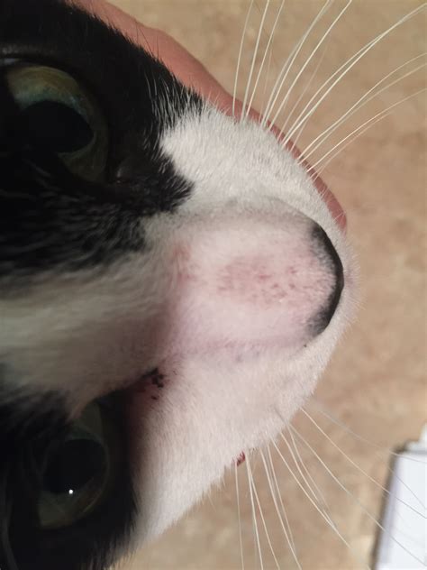 My Cat Has A Change In Color On The Bridge Of Her Nose Light Spots