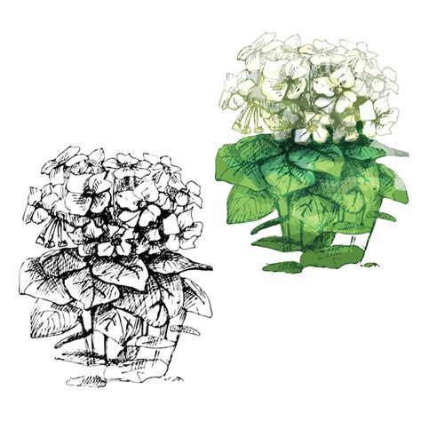 Planta de tabaco com folha e flor ilustração de cor de incubação