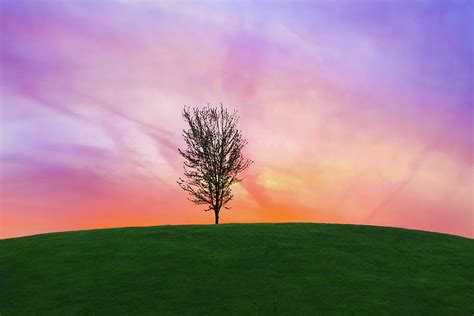 The Peaceful Tree Photograph By Elizabeth Hoverman Fine Art America