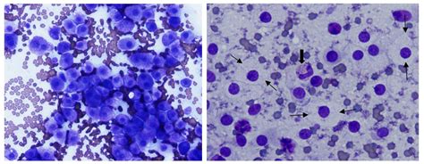 Color Cytology Atlas Of Common Feline Skin Tumors Mspca Angell