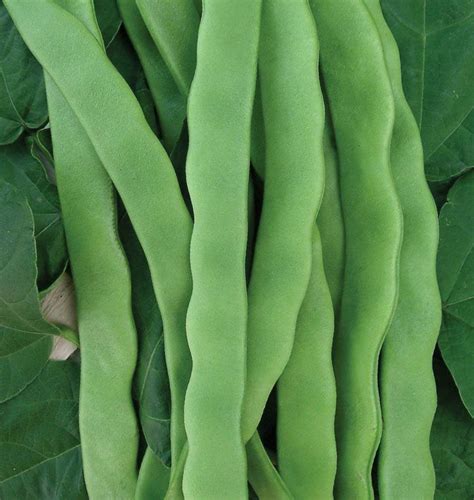 Hilda Romano Pole Bean Seeds West Coast Seeds