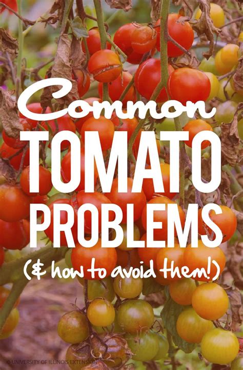 Common Tomato Problems And How To Avoid Them Garden Gardening Tomato Problems Growing