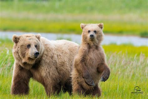 Hintergrundbilder Tiere Natur Tierwelt Bären Grizzlybär Braunbär