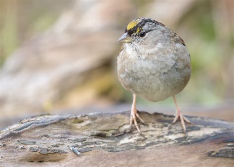 Idaho Birds Golden Crowned Sparrow