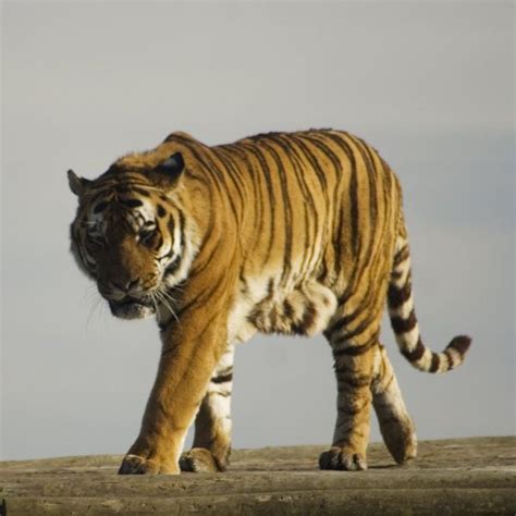 Prowling Tiger 2 Stock By Sassy Stock On Deviantart Cat Stock Cool