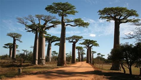 Allée Des Baobabs Le Site De Madagascar