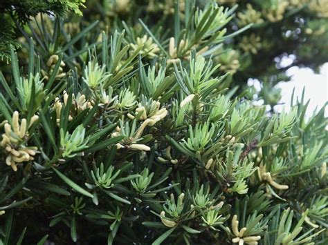 How Fast Does Podocarpus Grow Answered Leafyjournal