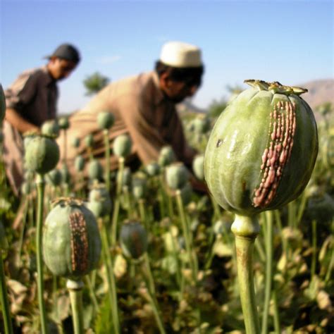 A Planta Que Dá Origem Ao ópio