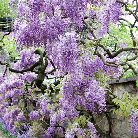 This plant is poisonous, but with purple flowers this lovely it's hard to resist. Wisteria Tree | Best Trees and Plants From Home Depot ...