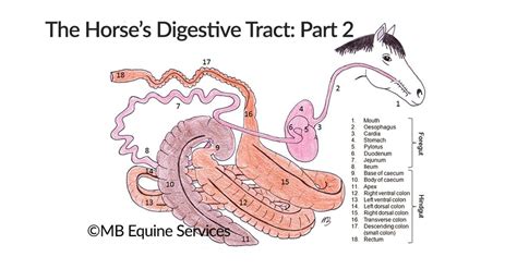 The Horse Digestive System Labelled And Explained With Facts Figures