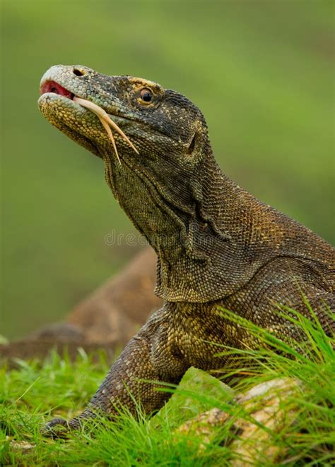 Portrait Of A Komodo Dragon Close Up Indonesia Komodo National Park
