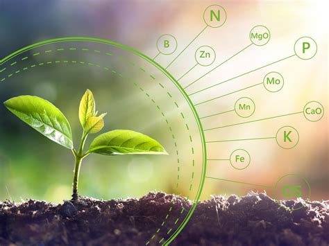 Why A Soil Needs Macro And Micronutrients Komeco