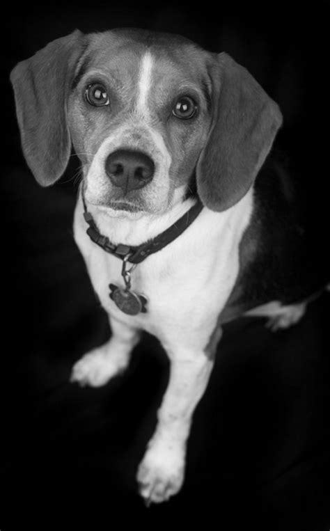 Nice Photo Black And White Beagle Puppy Photography Beagle