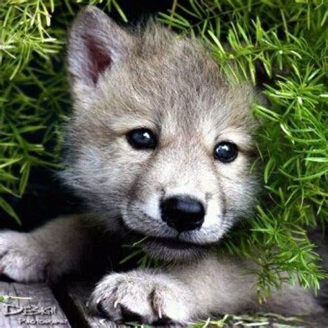 A So Cute Wolf Pup Cute Animals Baby Wolves Animals