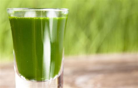 I Took Wheatgrass Shots Every Morning For Two Weeks Heres What