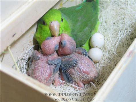 Parrot Care Egg Laying And Breediness Problems Glorious Relationships