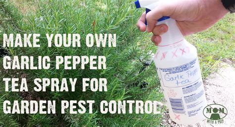 How To Make Garlic Pepper Tea Bug Repellant For Your Garden
