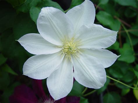 Clematis Candida Brushwood Nursery Clematis Specialists