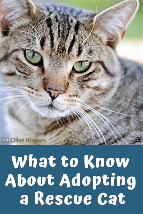 What To Know About Adopting A Rescue Cat Oliveknows Cat Adoption